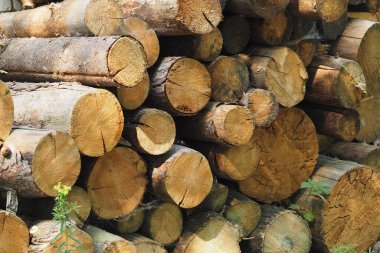 Yakacak odun düzgünce istiflenmiş. Bıçkıhane, kütükler.