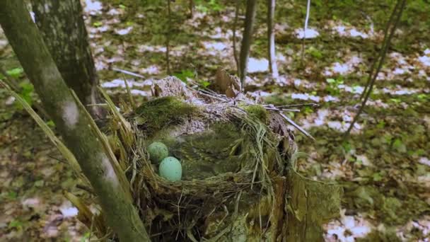 Vogelnest. Broedkuikens in het nest in de natuur. Hoge kwaliteit 4k beeldmateriaal — Stockvideo