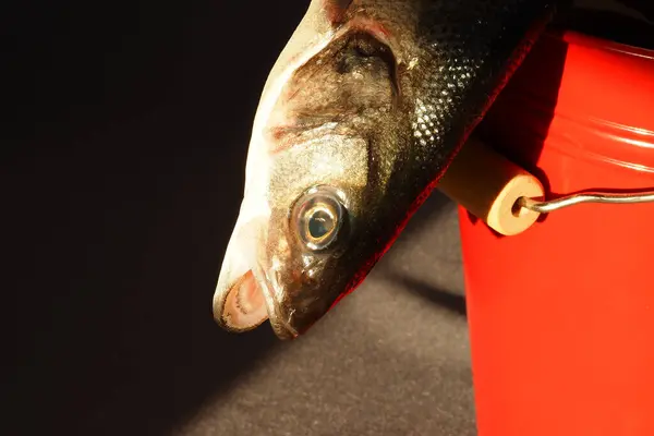 Pesce branzino fresco, testa di pesce primo piano — Foto Stock