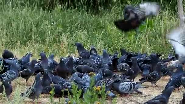 En flock duvor i gläntan äter säd och flyger uppåt, flaxande sina vingar. — Stockvideo