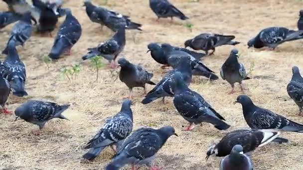 En flock duvor i gläntan äter säd och flyger uppåt, flaxande sina vingar. — Stockvideo