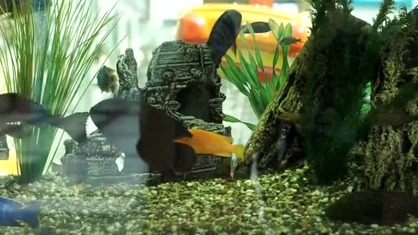 Vackra akvarium fiskar simma i ett stort akvarium — Stockvideo