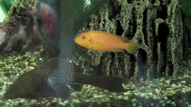Egy gyönyörű akvárium nagy színes halakkal. A halak úsznak az akváriumban. — Stock videók