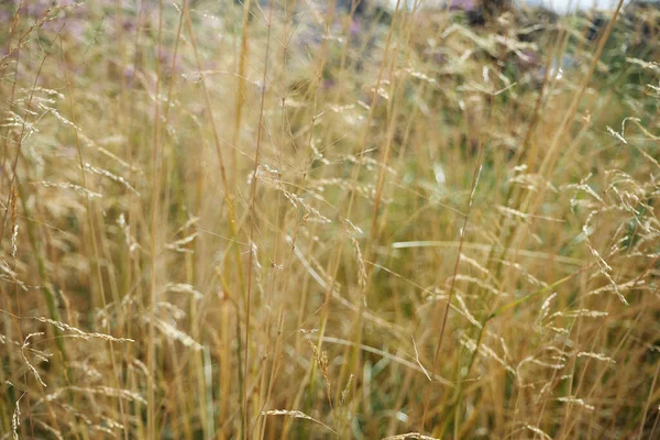 Campo Hierba Seca Alta Hermoso Fondo Naturaleza Campo Foto Alta —  Fotos de Stock