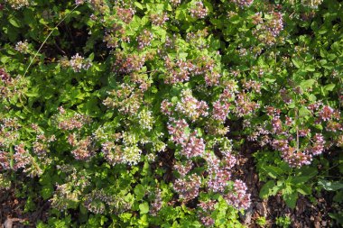 Oregano tarlası yazın çiçek açar.