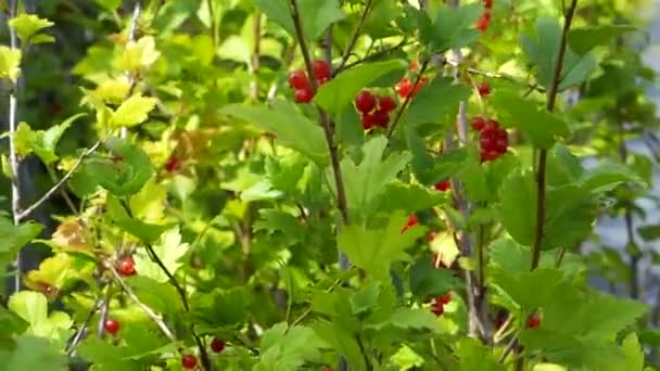 红醋栗灌木 在灌木丛中收获红醋栗果 — 图库视频影像