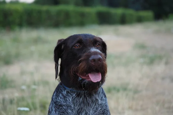 Jakt Hund Tyska Drathaar Ras Naturen Sommaren Högkvalitativt Foto — Stockfoto