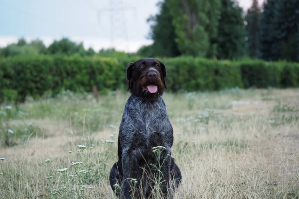 Κυνήγι Σκυλί Της Γερμανικής Φυλής Drathaar Στη Φύση Καλοκαίρι Υψηλής — Φωτογραφία Αρχείου
