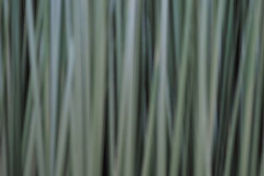 Güzel yeşil bokeh arka planı. Yüksek kalite fotoğraf