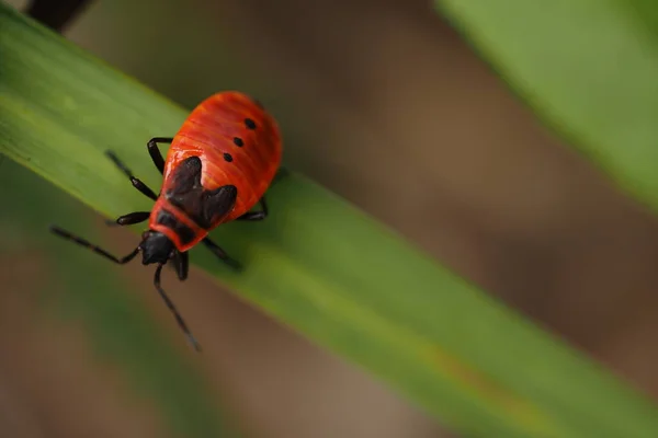 Escarabajo Rojo Escarabajo Soldado Sobre Una Hoja Verde Fotografía Macro Imágenes De Stock Sin Royalties Gratis