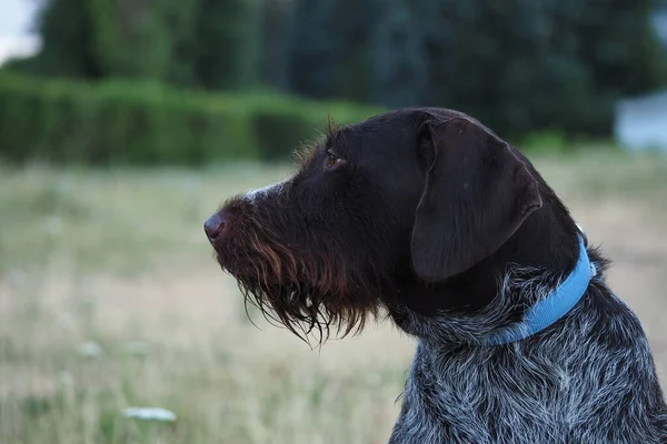 Jagdhunde Der Deutschen Drathaar Rasse Brüten Sommer Der Natur Hochwertiges — Stockfoto