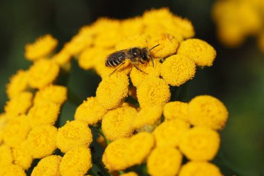 Arı kapanışı. Bir arı sarı bir çiçekten polen toplar. Yüksek kalite fotoğraf