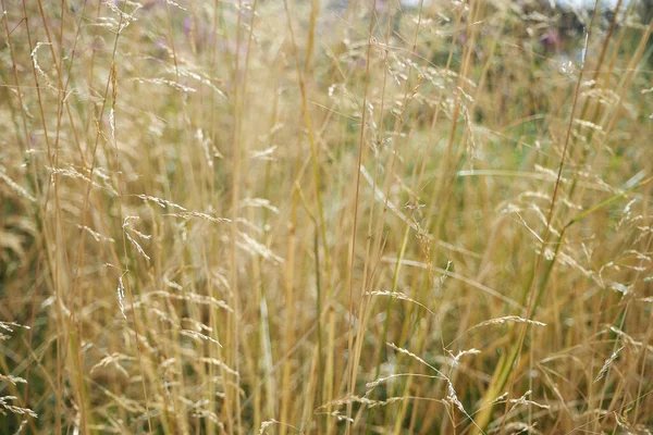 フィールドだ 背の高い草を乾かして 美しい背景 自然と田舎 高品質の写真 — ストック写真
