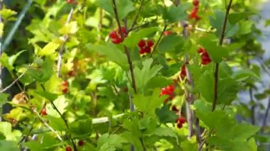 Kuru üzümlü frenk üzümü. Video görüntüleri. Yüksek kaliteli FullHD görüntüler