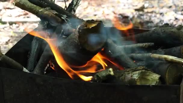 Firewood Charcoal Burning Grill Barbecue Cooking Nature Barbecue Wood Fores — Stock Video