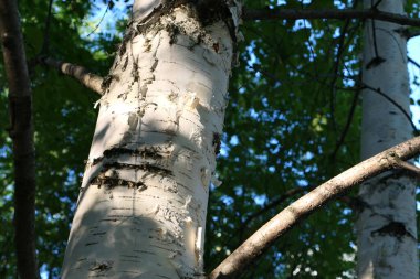 Ağaç gövdesi, beyaz huş ağacı, büyük gövde. Yüksek kalite fotoğraf