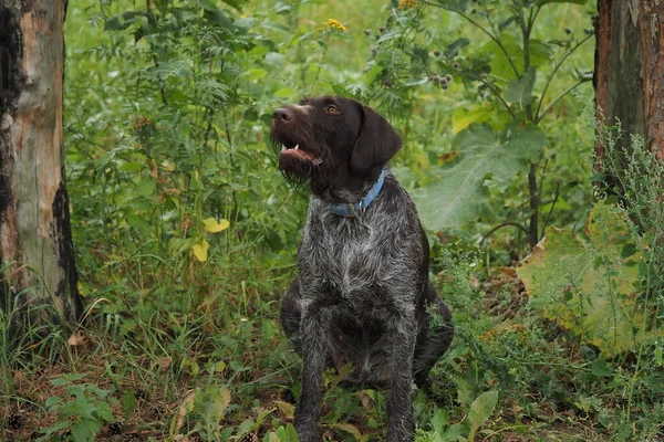 Jakt hund av tyska Drahthaar ras i skogen på sommaren. — Stockfoto