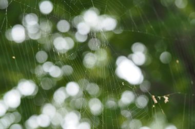 Örümcek yeşil bitkilerin üzerine yoğun bir ağ örer. Vahşi yaşam makro fotoğrafçılığı. Bitkiler ve örümcekler. 