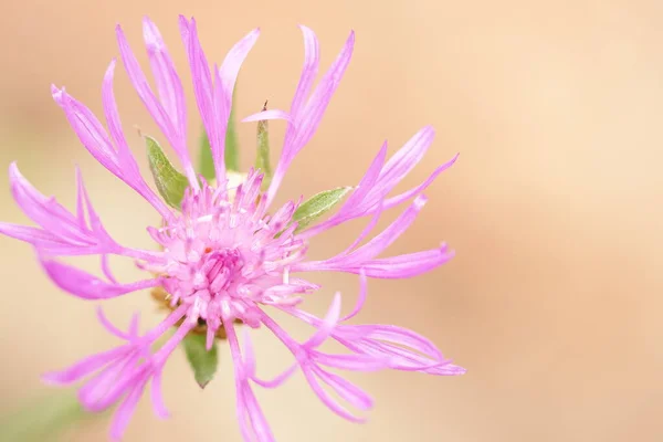 Çiçeklerin Bitkilerin Makrofotoğrafçılığı Tecrit Edilmiş Zarif Pembe Yaz Çiçeği Yüksek — Stok fotoğraf