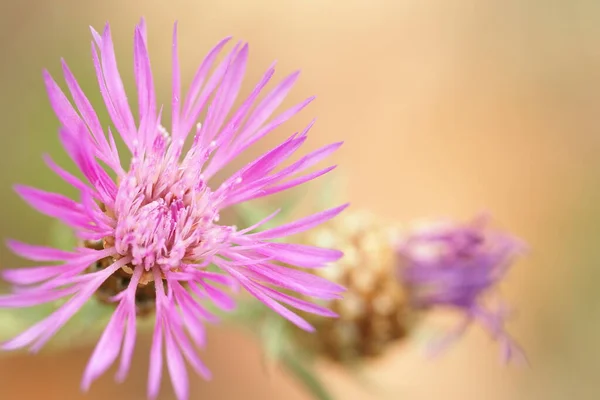 Çiçeklerin Bitkilerin Makrofotoğrafçılığı Tecrit Edilmiş Zarif Pembe Yaz Çiçeği Yüksek — Stok fotoğraf