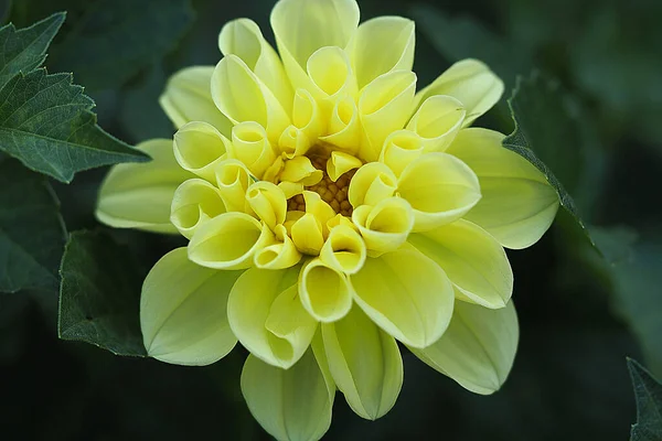 Belle Fleur Jaune Isolée Macro Photo Plantes Photo Haute Qualité — Photo