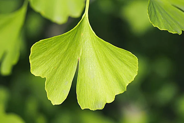 Ginkgo biloba, gigko iki lob. Ağaçta yeşil yapraklar var. Yüksek kalite fotoğraf