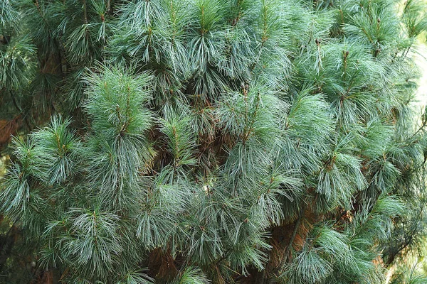 Vackra Cedertallar Botaniska Trädgården Sommaren Högkvalitativt Foto — Stockfoto