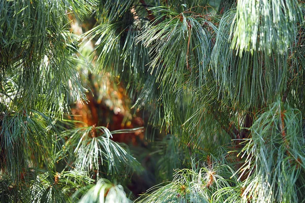 Piękna Sosna Cedrowa Ogrodzie Botanicznym Lecie Wysokiej Jakości Zdjęcie — Zdjęcie stockowe