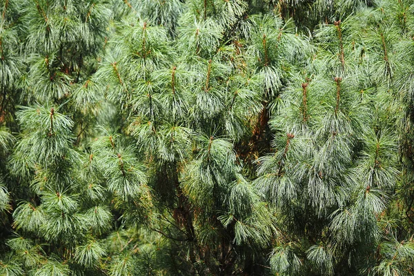 Beautiful Cedar Pine Tree Botanical Garden Summer High Quality Photo — Stock Photo, Image