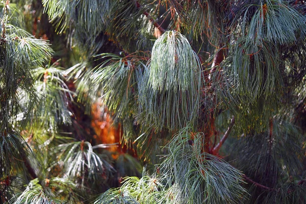 Beautiful Cedar Pine Tree Botanical Garden Summer High Quality Photo — Stock Photo, Image