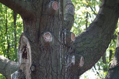Kuru ağaç dalları budamak, bitki bakımı. Reçine ağaç gövdesinden aşağı akıyor. - Evet. Yüksek kalite fotoğraf