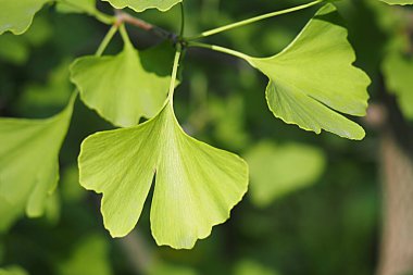 Ginkgo biloba, gigko iki lob. Ağaçta yeşil yapraklar var. Yüksek kalite fotoğraf