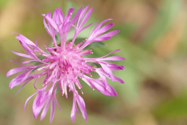 Makrofotografia Kwiatów Roślin Delikatny Różowy Letni Kwiat Izolacji Wysokiej Jakości — Zdjęcie stockowe