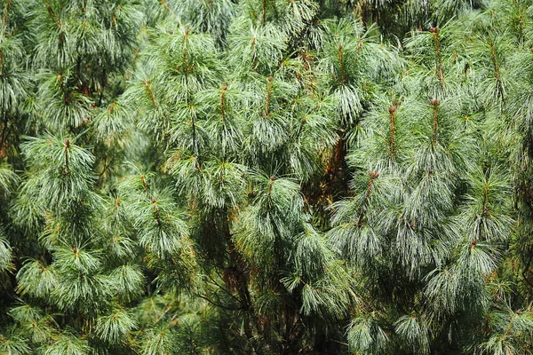 Bellissimo Pino Cedro Nel Giardino Botanico Estate Foto Alta Qualità — Foto Stock