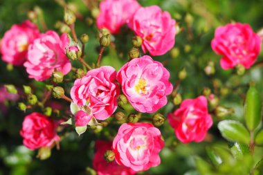 Makro fotoğrafçılık. Güzel bir çalı gülünün makrofografisi, izole. Yüksek kalite fotoğraf