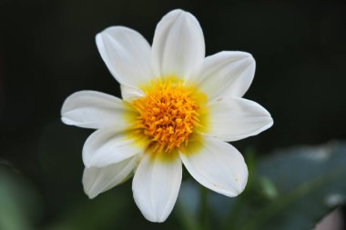 Ortası sarı olan beyaz çiçek. Güzel, yalnız çiçek, yakın plan. Yüksek kalite fotoğraf