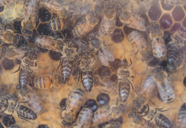 Trabajo Las Abejas Panales Colmenas Colmenar Marco Lleno Miel Con — Foto de Stock