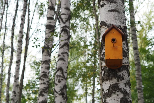 Parktaki bir huş ağacının gövdesindeki kuş evi.. — Stok fotoğraf
