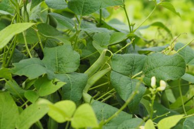 Kırsaldaki yataklarda taze sebze yetiştiriyor. Tarım. Yüksek kalite fotoğraf