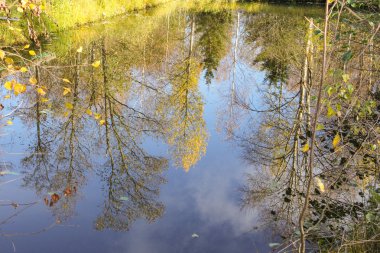 Sudaki ağaçların yansıması.