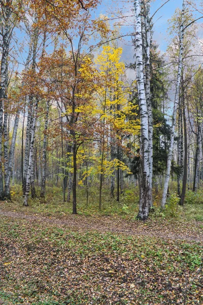 Färgerna på hösten skogen. — Stockfoto