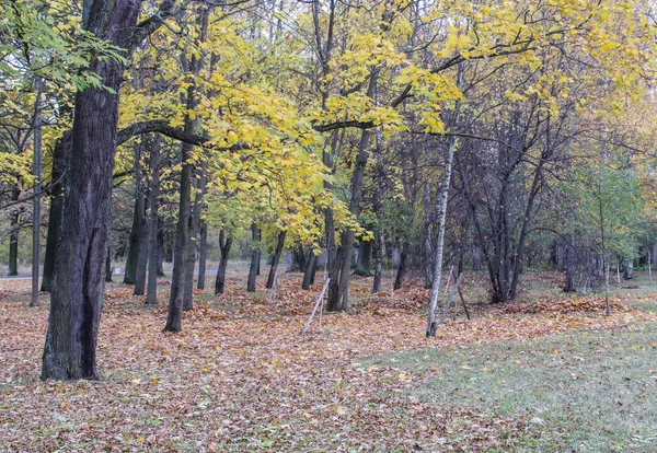 Queda de folha no parque de outono . — Fotografia de Stock