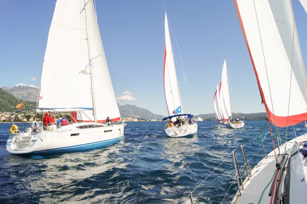 Zeilregatta voor de kust. — Stockfoto