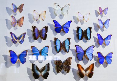 Kelebeklerin büyük koleksiyonu.