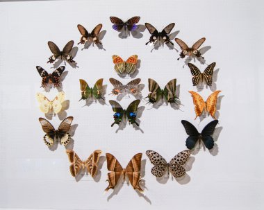 Kelebeklerin yuvarlak koleksiyonu.