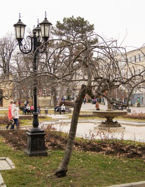 Fener ve şehir içinde ağaç.