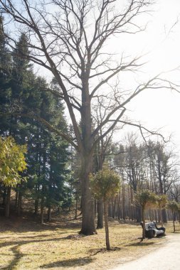 Bahar çıplak ağaca.