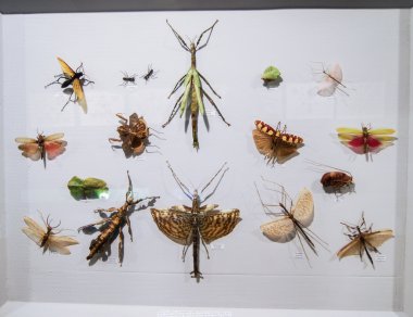 Farklı uçan böcekler.