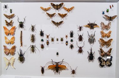 Böcek ve böcekler topluluğu.