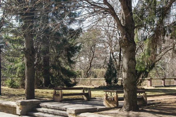 背の高い木のベンチ. — ストック写真